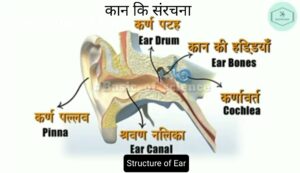  मानव कर्ण की आंतरिक संरचना, कान की जानकारी, कान का पर्दा फोटो, मनुष्य का कान किस प्रकार काम करता है, कान की बनावट, manav kan ki sanrachna, मनुष्य का कान किस प्रकार कार्य करता है विवेचना कीजिए, कान के कितने भाग होते हैं, मध्यम कर्ण की हड्डियों का क्या कार्य है, कान की हड्डी का नाम