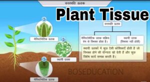 plant tissue culture in hindi, organogenesis in plant tissue culture in hindi, पादप ऊतक के कार्य, padap utak ke prakar, पादप ऊतक संवर्धन के जनक कौन हैं, पादप उत्तक का चित्र, जड़ के शीर्ष पर कौन उत्तक पाया जाता है, पौधे में ऊतक क्या होता है?, पौधों के ऊतक कितने प्रकार के होते हैं?, वनस्पति विज्ञान में ऊतक क्या है?, पौधों के ऊतक कितने प्रकार के होते हैं?, पौधों में कौन सा ऊतक पाया जाता है?, पौधों के 3 ऊतक प्रकार और उनके कार्य क्या हैं?, पादप ऊतक, संयोजी ऊतक, ऊतक के कार्य, जंतु ऊतक के प्रकार, उपकला ऊतक, ऊतक के प्रकार, mपादप ऊतक के प्रकार, ऊतक क्या है, प्लांट टिश्यू कितने प्रकार के होते हैं?, What are the 3 types of meristems, What is meristematic tissue and its function, What is meristematic tissue class 9, Where meristematic tissue is found, What are the 4 types of tissue in a plant,What is plant tissue class 9, Where is plant tissue located, What is the most important tissue in plants