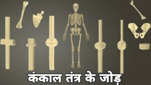 एलिपसॉयड ज्वाइंट, types of joints in hindi, synovial in hindi, cartilaginous joints in hindi, synovial joint in hindi wikipedia, synovial fluid in hindi, types of synovial joints, synovial joint examples, fibrous joint in hindi, कंकाल तंत्र के जोड़, जॉइंट कितने प्रकार के होते है?, पिवट जोड़, पिवट जोड़ कहां पाया जाता है?, प्लेन जोड, बॉल और सॉकेट जोड़, सभी जोड़ों के उदाहरण, सायनोवियल जोड़ क्या है?, सायनोवियल ज्वाइंट क्या है, सिनॉकल जोड़ कितने प्रकार के होते हैं?, सॅडल जॉइंट, हिंज जॉइंट, हिंज जोड़