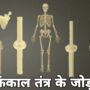 एलिपसॉयड ज्वाइंट, types of joints in hindi, synovial in hindi, cartilaginous joints in hindi, synovial joint in hindi wikipedia, synovial fluid in hindi, types of synovial joints, synovial joint examples, fibrous joint in hindi, कंकाल तंत्र के जोड़, जॉइंट कितने प्रकार के होते है?, पिवट जोड़, पिवट जोड़ कहां पाया जाता है?, प्लेन जोड, बॉल और सॉकेट जोड़, सभी जोड़ों के उदाहरण, सायनोवियल जोड़ क्या है?, सायनोवियल ज्वाइंट क्या है, सिनॉकल जोड़ कितने प्रकार के होते हैं?, सॅडल जॉइंट, हिंज जॉइंट, हिंज जोड़