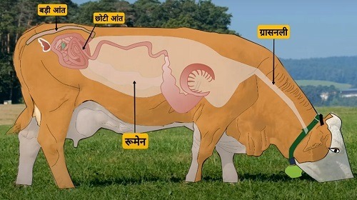 You are currently viewing जंतुओं में पाचन तंत्र और पशु जुगाली क्यों करते है? | Digestive System in Grass EatingAnimals