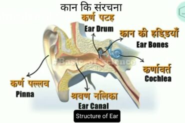मानव कर्ण की आंतरिक संरचना, कान की जानकारी, कान का पर्दा फोटो, मनुष्य का कान किस प्रकार काम करता है, कान की बनावट, manav kan ki sanrachna, मनुष्य का कान किस प्रकार कार्य करता है विवेचना कीजिए, कान के कितने भाग होते हैं, मध्यम कर्ण की हड्डियों का क्या कार्य है, कान की हड्डी का नाम