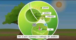 Read more about the article Photosynthesis: पेड़-पौधे अपना भोजन कैसे बनाते हैं?