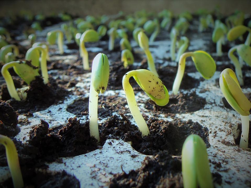 You are currently viewing Factor of Seed Germination \ बिज अंकुरण को प्रभावित करने वाले कारक