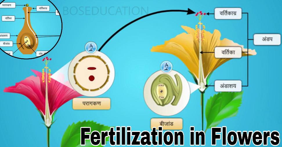 You are currently viewing Pollination: पुष्पों में निषेचन व परागण, पर-परागण व स्वपरागण