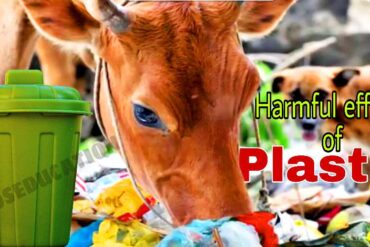 प्लास्टिक के दुष्परिणाम क्या क्या है, क्यों प्लास्टिक हानिकारक है, प्लास्टिक प्रदूषण से कौन कौन सी बीमारियां होती है, प्लास्टिक से क्या क्या समस्याएं हो रही है? What is plastic in simple words, What is plastic made from, What is plastic explain, How is plastic harmful