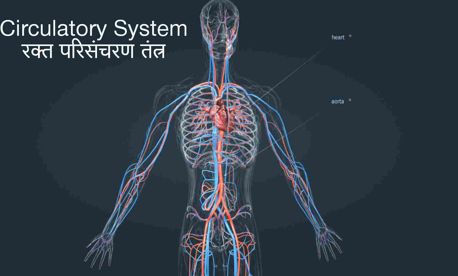 मानव शरीर में सिस्टम कितने होते हैं?, मानव शरीर में कितने अंग प्रणाली?, शरीर में सिस्टम को क्या कहते हैं?, मानव शरीर में हमारे कितने तंत्र हैं?, मानव शरीर का सबसे बड़ा तंत्र कौन सा है?, मानव शरीर को कितने तंत्रों में बांटा गया है?, 3 मुख्य शरीर प्रकार क्या हैं?, मनुष्य के शरीर में कितनी नस होती है?, मानव शरीर में कितनी नसें होती हैं?, स्त्री के शरीर में कितनी नसें होती हैं?, मनुष्य की नसों की लंबाई कितनी होती है?, हमारे शरीर में कितने नरंबू होते हैं?, मनुष्य के शरीर में कितने भाग होते हैं?, शरीर में तंत्र क्या है?, मानव शरीर में कितने शरीर होते हैं?, मानव शरीर के प्रमुख तीन अंग कौन कौनसे हैं?, मनुष्य का सबसे कीमती अंग कौनसा है?, मनुष्य के 4 प्रकार कौन से हैं?, मनुष्य के शरीर का पीएच कितना होता है?, खून का फ मान कितना होता है?, pH मतलब क्या होता है?, पेशाब का पीएच मान कितना होता है?, How many system in human body in hindi pdf, How many system in human body in hindi wikipedia, How many system in human body in hindi and their functions, Human body me kitne system hote hai in english, 11 human body systems and their functions, 12 body systems and functions, Body system in hindi and english, 11 human body systems and their functions pdf