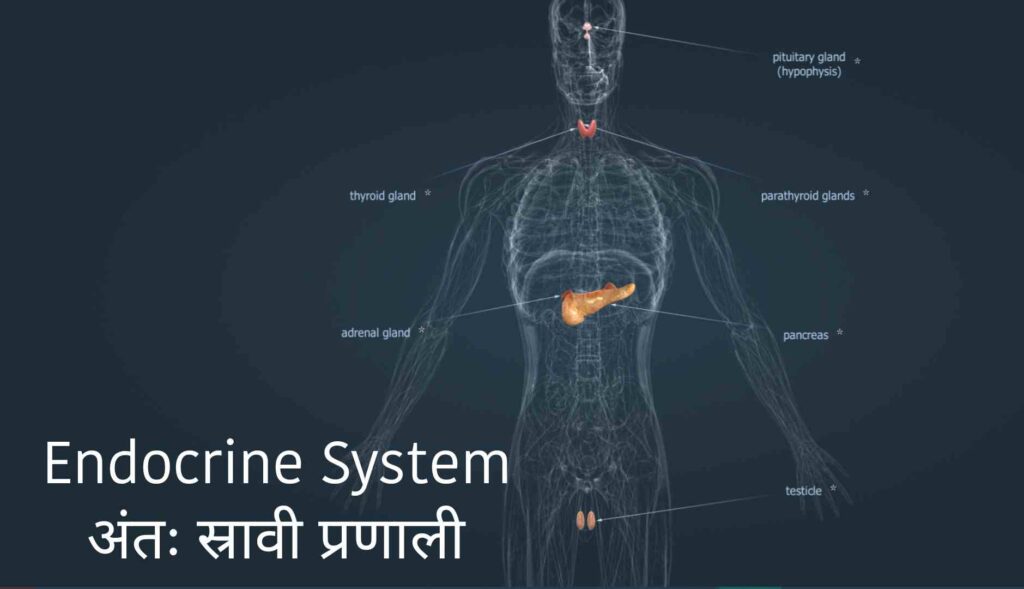 मानव शरीर में सिस्टम कितने होते हैं?, मानव शरीर में कितने अंग प्रणाली?, शरीर में सिस्टम को क्या कहते हैं?, मानव शरीर में हमारे कितने तंत्र हैं?, मानव शरीर का सबसे बड़ा तंत्र कौन सा है?, मानव शरीर को कितने तंत्रों में बांटा गया है?, 3 मुख्य शरीर प्रकार क्या हैं?, मनुष्य के शरीर में कितनी नस होती है?, मानव शरीर में कितनी नसें होती हैं?, स्त्री के शरीर में कितनी नसें होती हैं?, मनुष्य की नसों की लंबाई कितनी होती है?, हमारे शरीर में कितने नरंबू होते हैं?, मनुष्य के शरीर में कितने भाग होते हैं?, शरीर में तंत्र क्या है?, मानव शरीर में कितने शरीर होते हैं?, मानव शरीर के प्रमुख तीन अंग कौन कौनसे हैं?, मनुष्य का सबसे कीमती अंग कौनसा है?, मनुष्य के 4 प्रकार कौन से हैं?, मनुष्य के शरीर का पीएच कितना होता है?, खून का फ मान कितना होता है?, pH मतलब क्या होता है?, पेशाब का पीएच मान कितना होता है?, How many system in human body in hindi pdf, How many system in human body in hindi wikipedia, How many system in human body in hindi and their functions, Human body me kitne system hote hai in english, 11 human body systems and their functions, 12 body systems and functions, Body system in hindi and english, 11 human body systems and their functions pdf