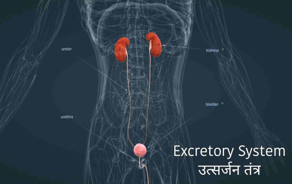 मानव शरीर में सिस्टम कितने होते हैं?, मानव शरीर में कितने अंग प्रणाली?, शरीर में सिस्टम को क्या कहते हैं?, मानव शरीर में हमारे कितने तंत्र हैं?, मानव शरीर का सबसे बड़ा तंत्र कौन सा है?, मानव शरीर को कितने तंत्रों में बांटा गया है?, 3 मुख्य शरीर प्रकार क्या हैं?, मनुष्य के शरीर में कितनी नस होती है?, मानव शरीर में कितनी नसें होती हैं?, स्त्री के शरीर में कितनी नसें होती हैं?, मनुष्य की नसों की लंबाई कितनी होती है?, हमारे शरीर में कितने नरंबू होते हैं?, मनुष्य के शरीर में कितने भाग होते हैं?, शरीर में तंत्र क्या है?, मानव शरीर में कितने शरीर होते हैं?, मानव शरीर के प्रमुख तीन अंग कौन कौनसे हैं?, मनुष्य का सबसे कीमती अंग कौनसा है?, मनुष्य के 4 प्रकार कौन से हैं?, मनुष्य के शरीर का पीएच कितना होता है?, खून का फ मान कितना होता है?, pH मतलब क्या होता है?, पेशाब का पीएच मान कितना होता है?, How many system in human body in hindi pdf, How many system in human body in hindi wikipedia, How many system in human body in hindi and their functions, Human body me kitne system hote hai in english, 11 human body systems and their functions, 12 body systems and functions, Body system in hindi and english, 11 human body systems and their functions pdf