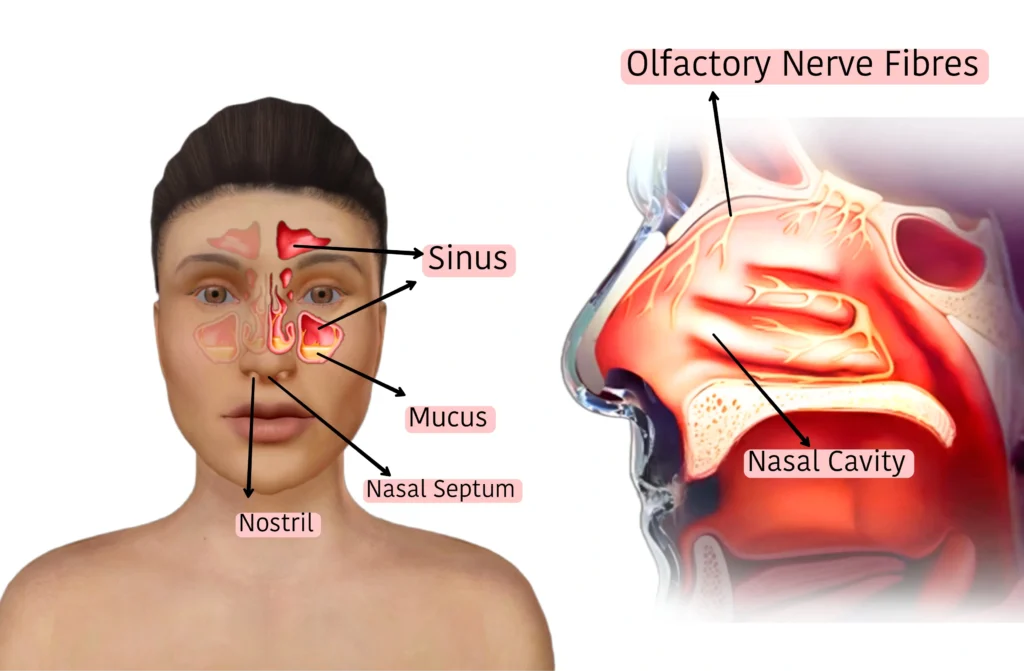 nose function, human nose working in hindi, nak kaise kam karti hai, nak ki karyprnali, hmari nak kaise kam karti hai