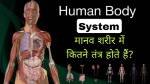 Read more about the article मानव शरीर में कुल कितने तंत्र होते है और उनका क्या काम होता है? चित्र सहित पूरी जानकारी के साथ वर्णन