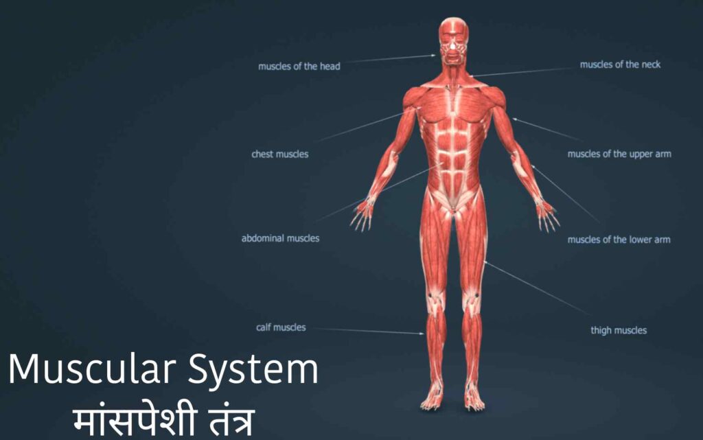 मानव शरीर में सिस्टम कितने होते हैं?, मानव शरीर में कितने अंग प्रणाली?, शरीर में सिस्टम को क्या कहते हैं?, मानव शरीर में हमारे कितने तंत्र हैं?, मानव शरीर का सबसे बड़ा तंत्र कौन सा है?, मानव शरीर को कितने तंत्रों में बांटा गया है?, 3 मुख्य शरीर प्रकार क्या हैं?, मनुष्य के शरीर में कितनी नस होती है?, मानव शरीर में कितनी नसें होती हैं?, स्त्री के शरीर में कितनी नसें होती हैं?, मनुष्य की नसों की लंबाई कितनी होती है?, हमारे शरीर में कितने नरंबू होते हैं?, मनुष्य के शरीर में कितने भाग होते हैं?, शरीर में तंत्र क्या है?, मानव शरीर में कितने शरीर होते हैं?, मानव शरीर के प्रमुख तीन अंग कौन कौनसे हैं?, मनुष्य का सबसे कीमती अंग कौनसा है?, मनुष्य के 4 प्रकार कौन से हैं?, मनुष्य के शरीर का पीएच कितना होता है?, खून का फ मान कितना होता है?, pH मतलब क्या होता है?, पेशाब का पीएच मान कितना होता है?, How many system in human body in hindi pdf, How many system in human body in hindi wikipedia, How many system in human body in hindi and their functions, Human body me kitne system hote hai in english, 11 human body systems and their functions, 12 body systems and functions, Body system in hindi and english, 11 human body systems and their functions pdf