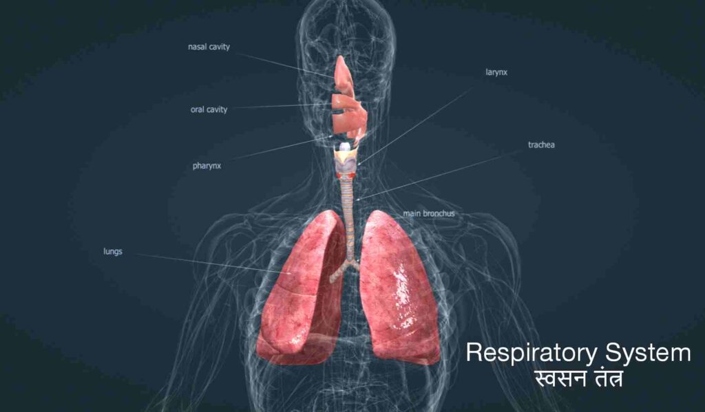 मानव शरीर में सिस्टम कितने होते हैं?, मानव शरीर में कितने अंग प्रणाली?, शरीर में सिस्टम को क्या कहते हैं?, मानव शरीर में हमारे कितने तंत्र हैं?, मानव शरीर का सबसे बड़ा तंत्र कौन सा है?, मानव शरीर को कितने तंत्रों में बांटा गया है?, 3 मुख्य शरीर प्रकार क्या हैं?, मनुष्य के शरीर में कितनी नस होती है?, मानव शरीर में कितनी नसें होती हैं?, स्त्री के शरीर में कितनी नसें होती हैं?, मनुष्य की नसों की लंबाई कितनी होती है?, हमारे शरीर में कितने नरंबू होते हैं?, मनुष्य के शरीर में कितने भाग होते हैं?, शरीर में तंत्र क्या है?, मानव शरीर में कितने शरीर होते हैं?, मानव शरीर के प्रमुख तीन अंग कौन कौनसे हैं?, मनुष्य का सबसे कीमती अंग कौनसा है?, मनुष्य के 4 प्रकार कौन से हैं?, मनुष्य के शरीर का पीएच कितना होता है?, खून का फ मान कितना होता है?, pH मतलब क्या होता है?, पेशाब का पीएच मान कितना होता है?, How many system in human body in hindi pdf, How many system in human body in hindi wikipedia, How many system in human body in hindi and their functions, Human body me kitne system hote hai in english, 11 human body systems and their functions, 12 body systems and functions, Body system in hindi and english, 11 human body systems and their functions pdf